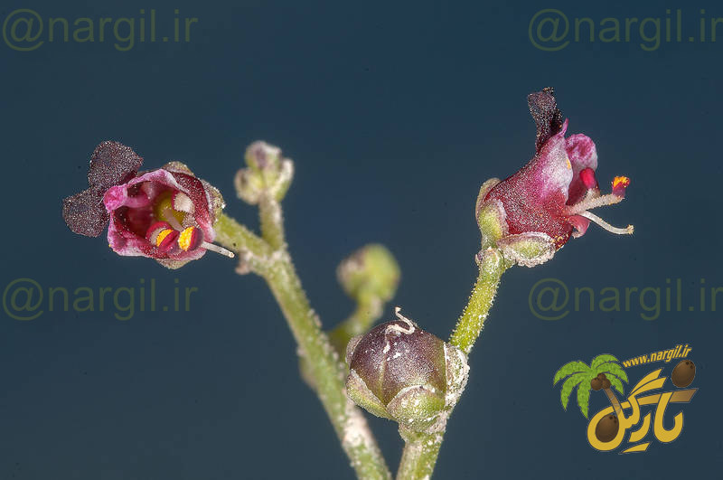 گل میمونی بیابانی